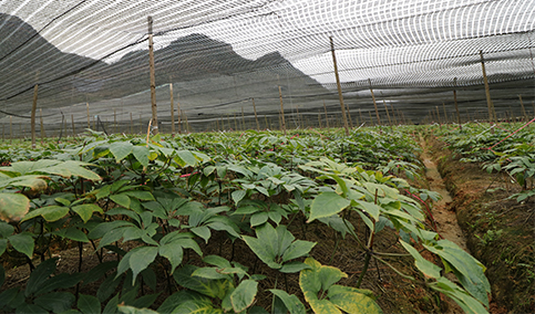 福万家三七种植基地 福万家三七种植基地