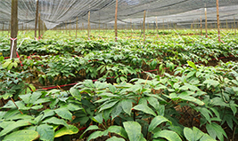 福万家三七种植基地 福万家三七种植基地